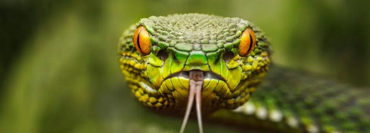 Reisverhaal - Slangen zoeken in Thailand deel I