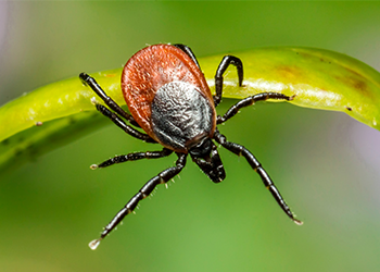 9295_care-plus-informatie