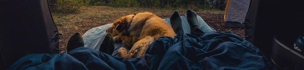 Kamperen met hond