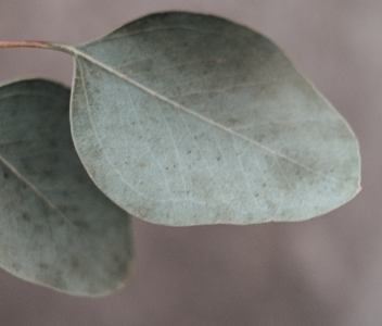 9293_care-plus-informatie