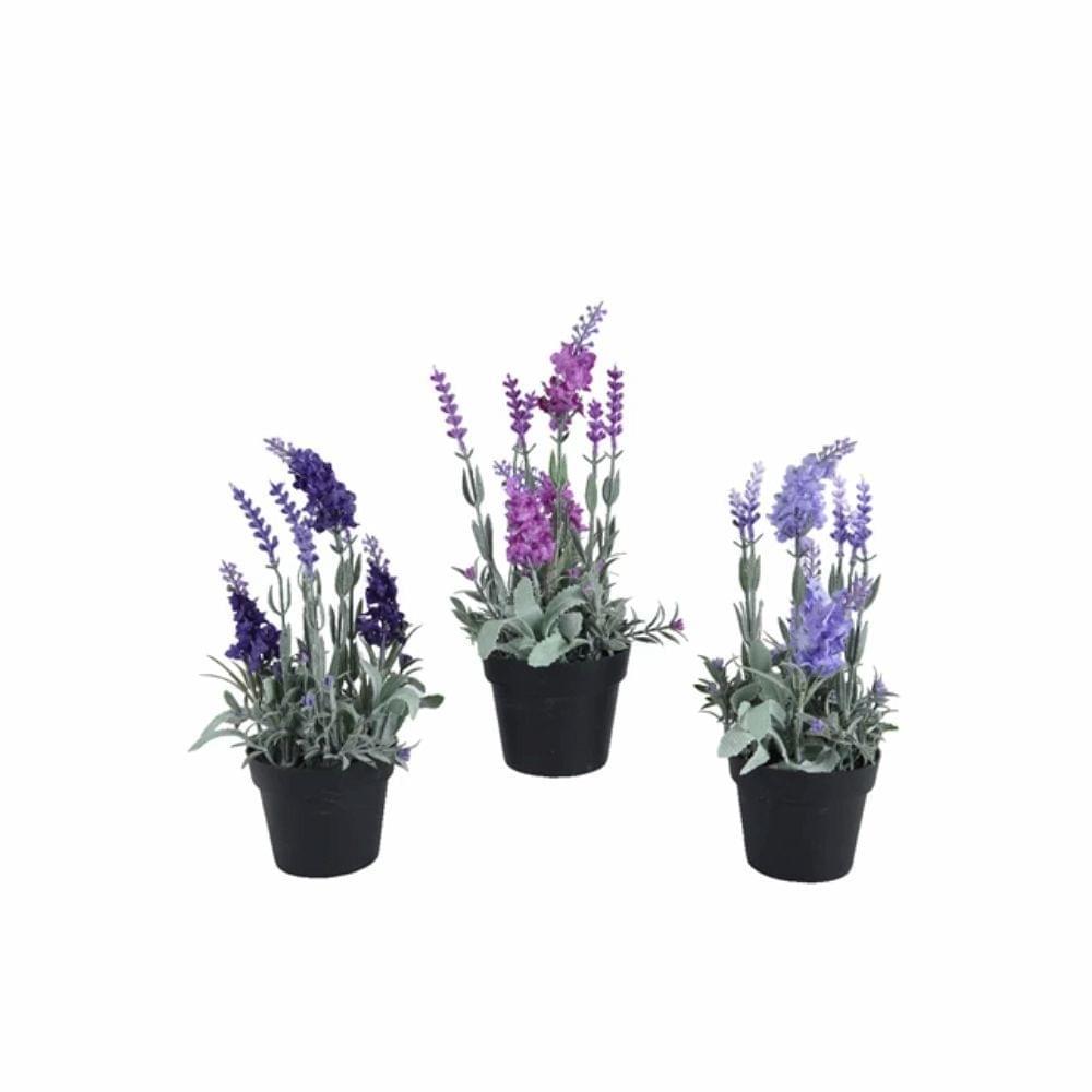 Decoris - Decoratie Lavendel in Potje Assortie